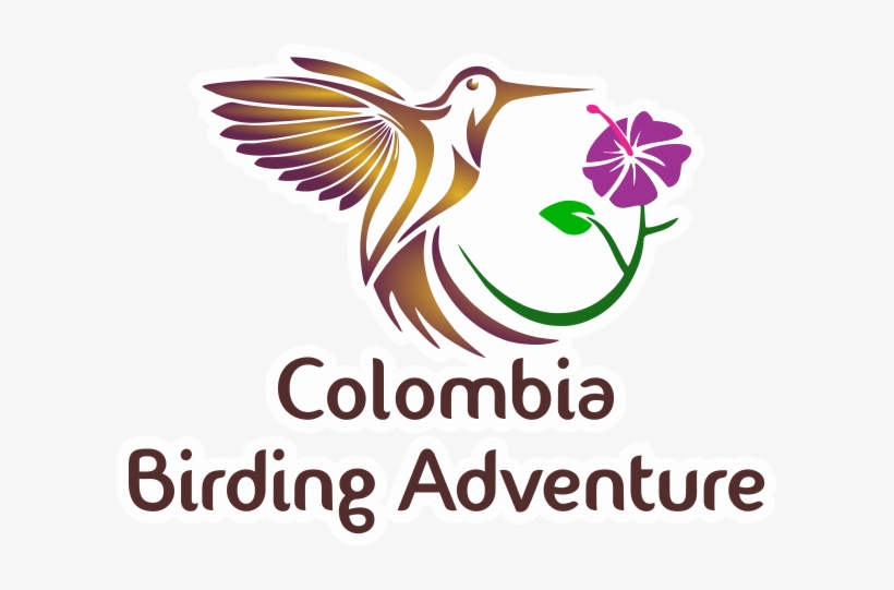 Birds Paradise Andes Mountains - Aves Exoticas De Colombia, transparent png download