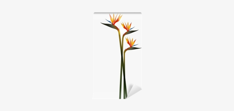 Birds Of Paradise Plant Png Download - Bird Of Paradise Flower, transparent png download