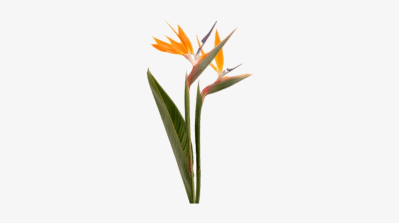 Bird Of Paradise, transparent png download