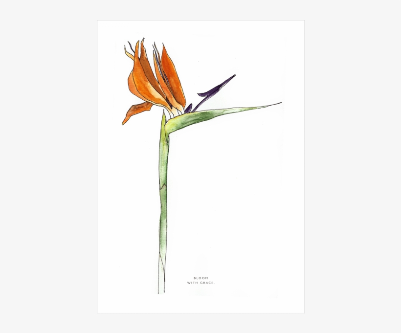 Png Transparent Download Amaryllis Drawing Tonal - Bird Of Paradise, transparent png download