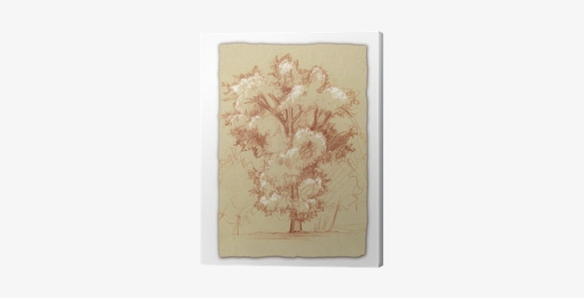 Schizzo Di Quercia In Carta Seppiata Canvas Print • - Sketch, transparent png download