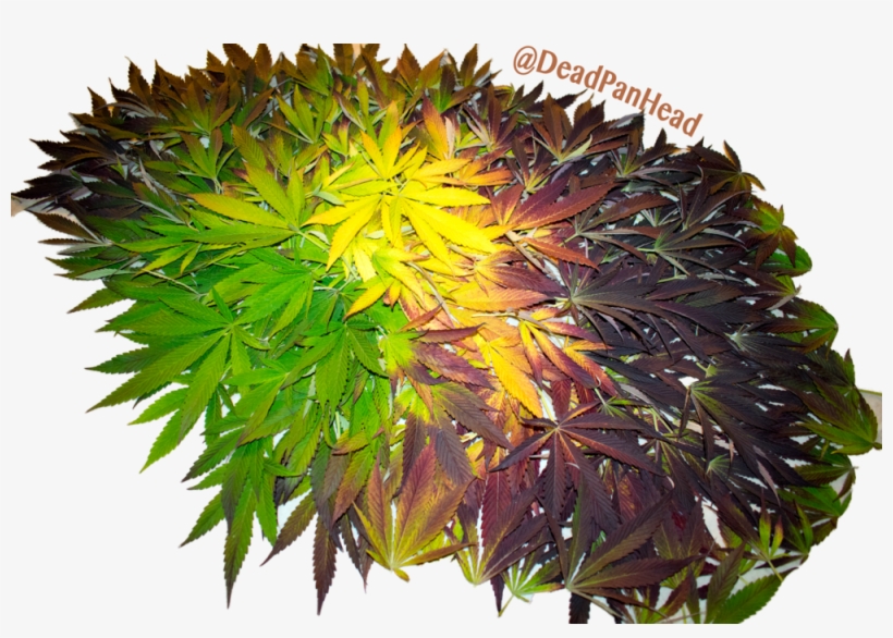 Black Leaf Alien - Annual Plant, transparent png download