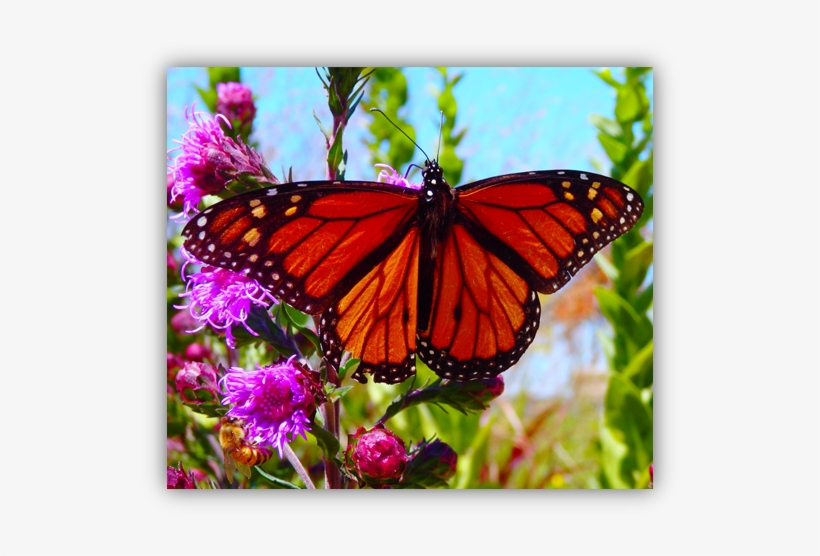Monarch On Button Blazing Star - Blazing Stars, transparent png download
