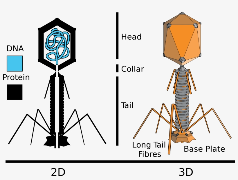 2 - T4 Phage, transparent png download