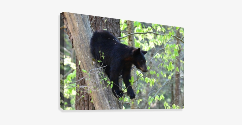 1679-bear Cub Canvas Print - American Black Bear, transparent png download