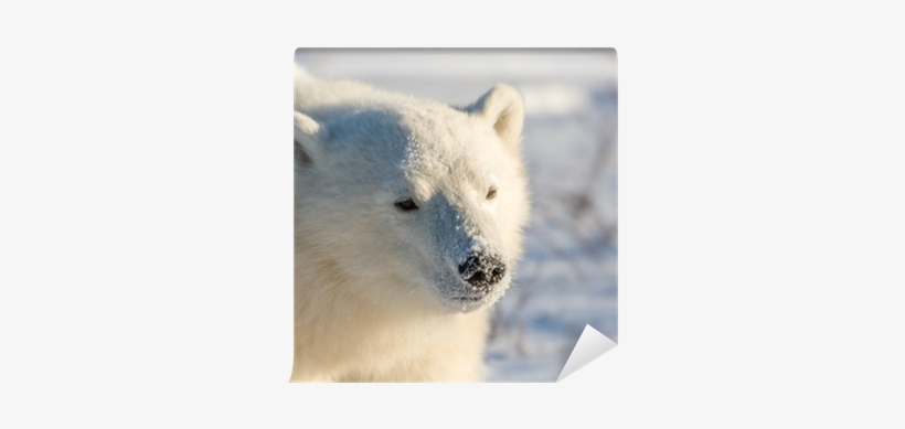 Polar Bear, transparent png download