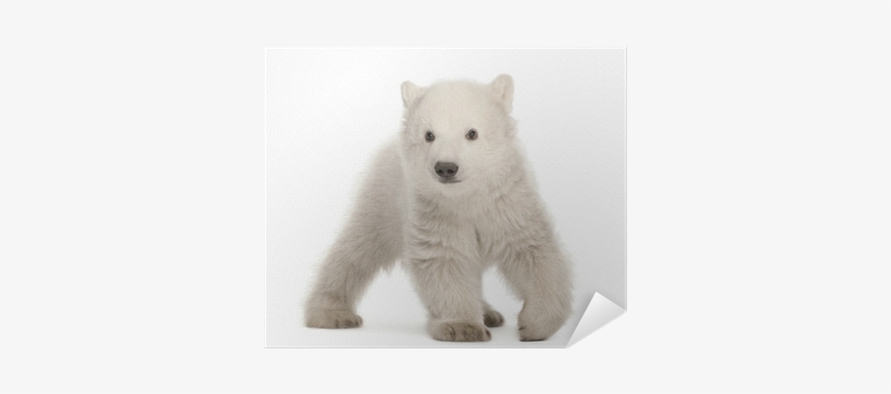 Photograph, transparent png download