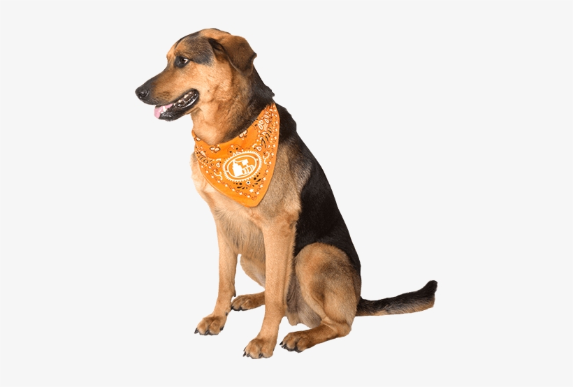 Tito's Handmade Vodka - Dog, transparent png download