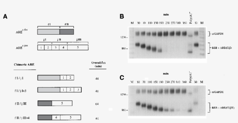 Functionally Overlapping Domains Exist Between The - Number, transparent png download