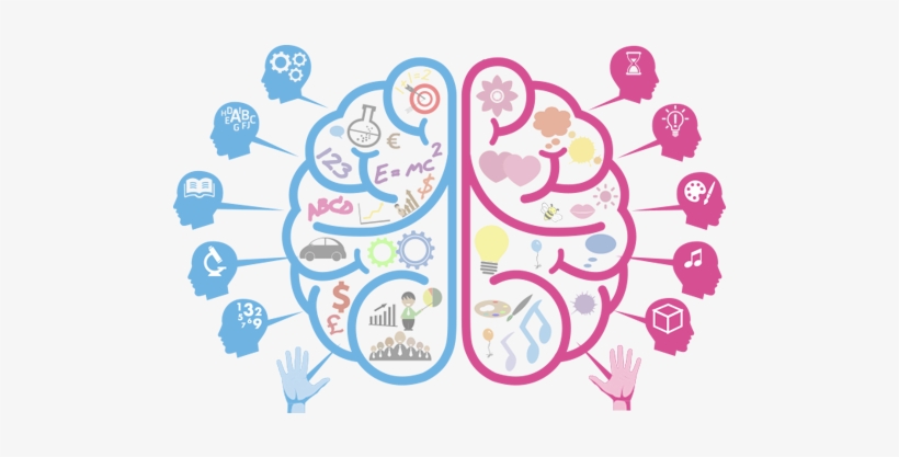 El Cerebro Humano Se Desarrolla Al 100% Entre Las Edades - Clipart Brain, transparent png download