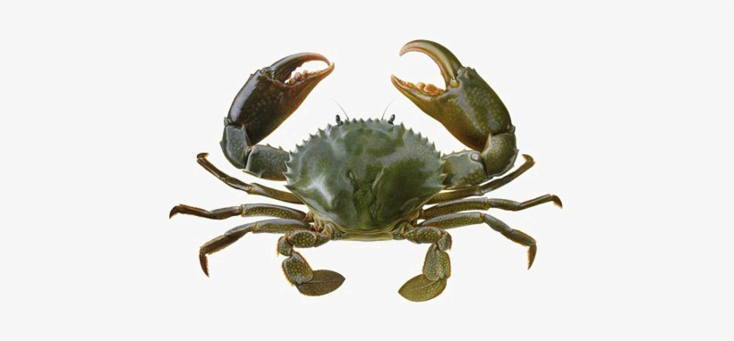 Crab Png Image Background - Crabs In India, transparent png download