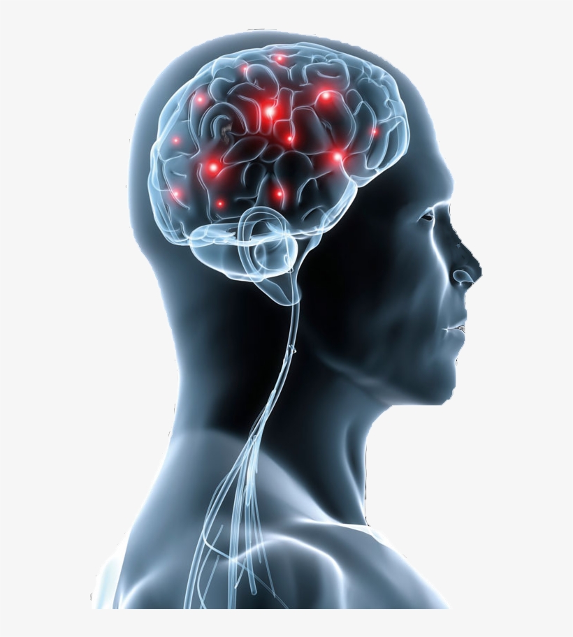 Respiración Nasal Para La Correcta Oxigenación Y Funcionamiento - Nerve Cell In The Brain, transparent png download