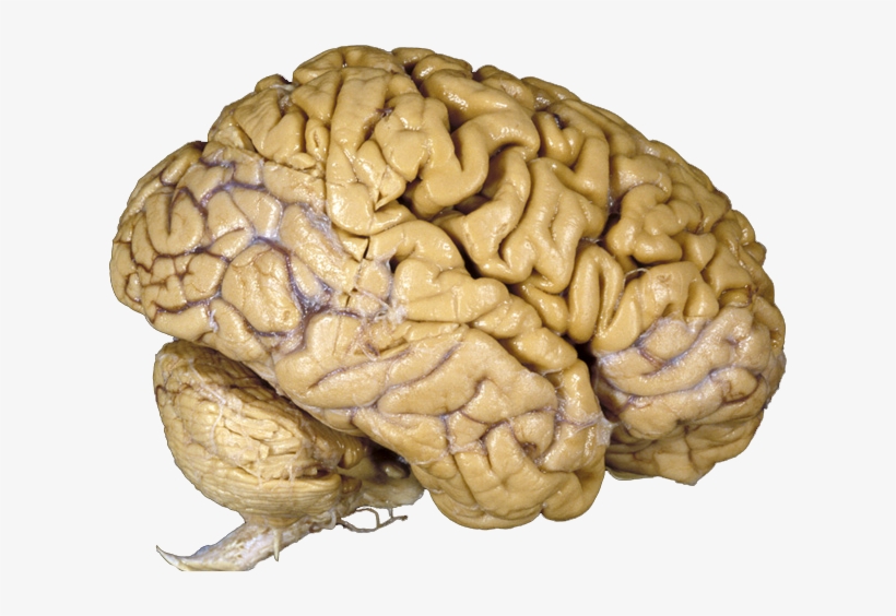 Cerebro - Human Brain, transparent png download