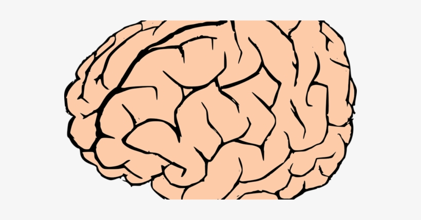 Cerebro - Brain Clipart Png, transparent png download