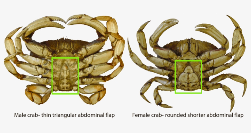 Hard And Soft Shell Crabs - Difference Between Girl And Boy Crabs PNG ...