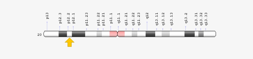 Related Information - Jag1 Gene Mutation Chromosome 20, transparent png download