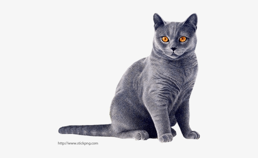 Cat - Tastaturkatze - Katzenmusik - Sperren Sie Katze 8 Papierteller, transparent png download