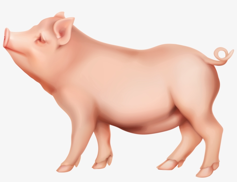 Pig - Pig Art, transparent png download