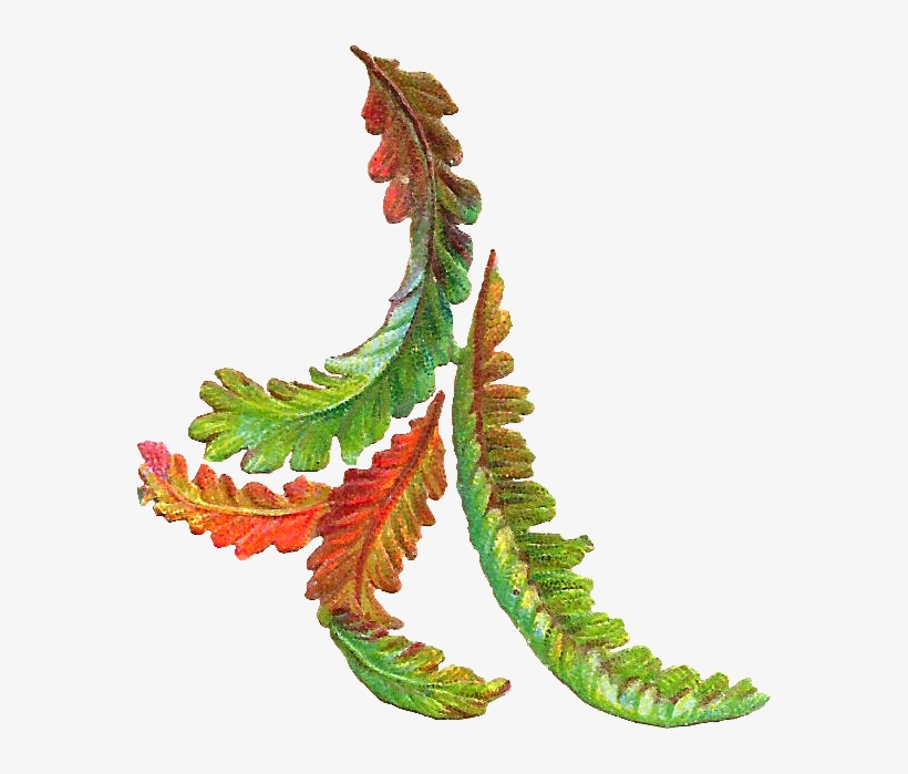 Free Botanical Clip Art - Vintage Fall Leaves Clip Art, transparent png download