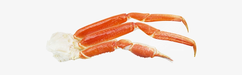 Snow Crab Chionoecetes Opilio - Caridean Shrimp, transparent png download