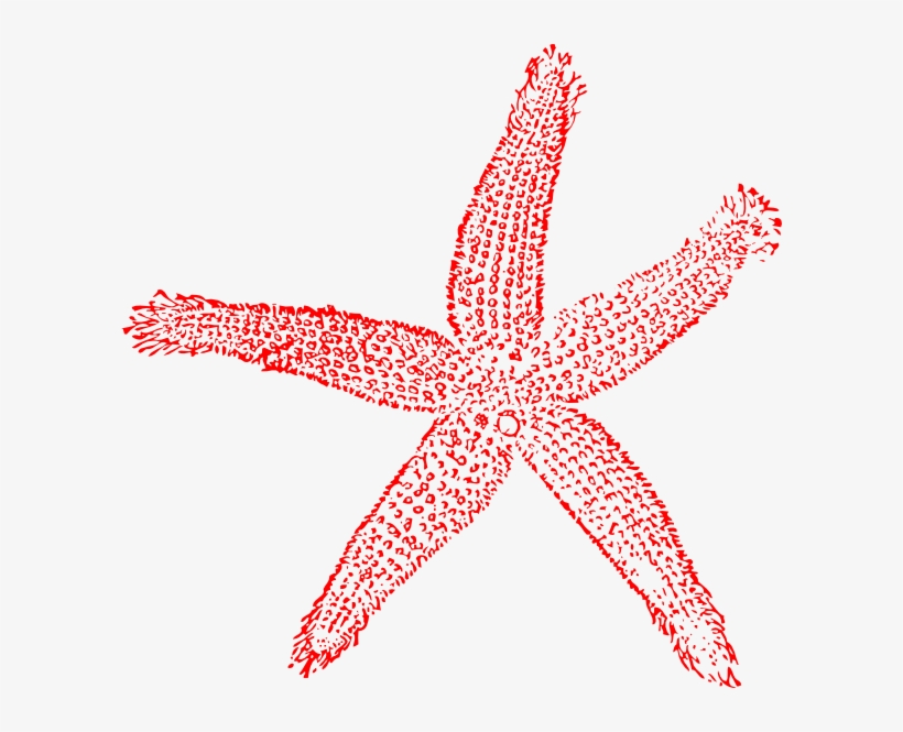 Starfish And Coral, Starfish, Coral, Hand Painted Png - Star Fish Png Red, transparent png download