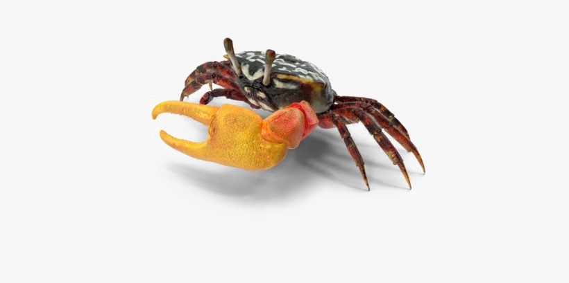 Crab Png Download Image - Portable Network Graphics, transparent png download