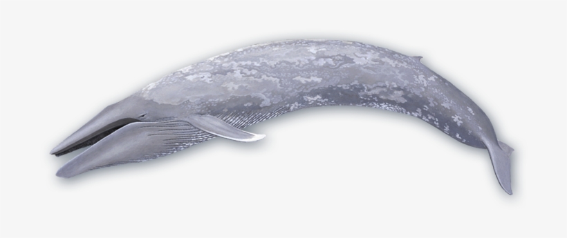 Blue Whale Png Photo - Baleen Whale Png, transparent png download