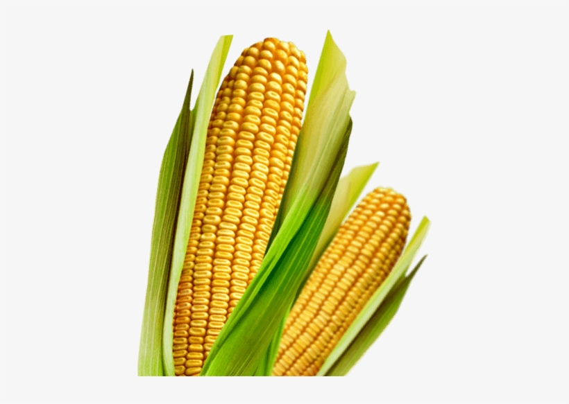 Count On Corn Trait Technologies To Maximize Yield - Maize, transparent png download