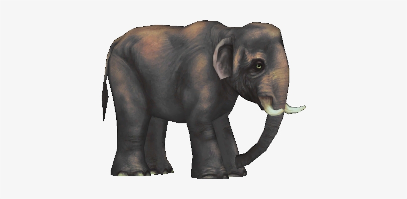 Bornean Pygmy Elephant - Pygmy Elephant, transparent png download