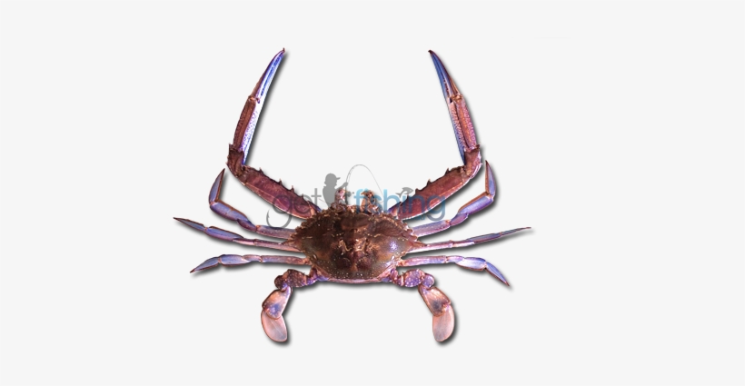 Blue Swimmer Crab - Blue Swimmer Crab Png, transparent png download