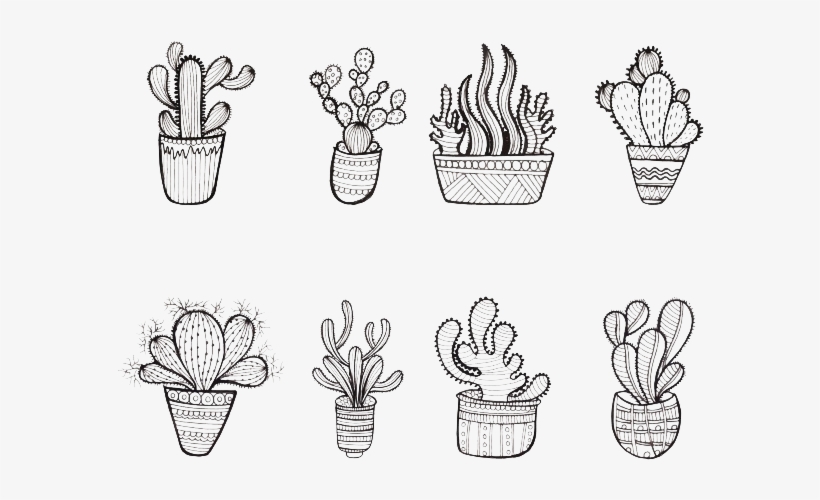 Cactus Png Photo - Cactus, transparent png download