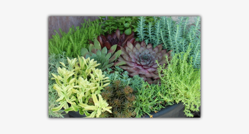 Hardy Succulent Planter Workshop - Grass, transparent png download