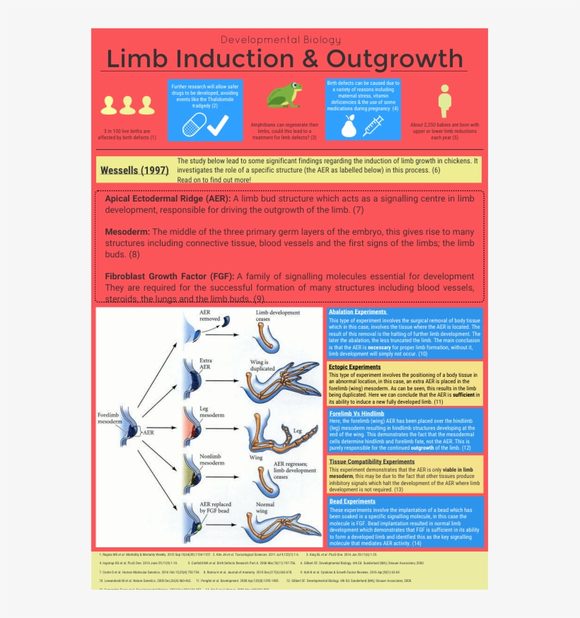 Limb Bud Induction &amp - Apical Ectodermal Ridge, transparent png download