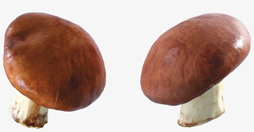 Free Png Mushroom Png Images Transparent - Mushroom, transparent png download