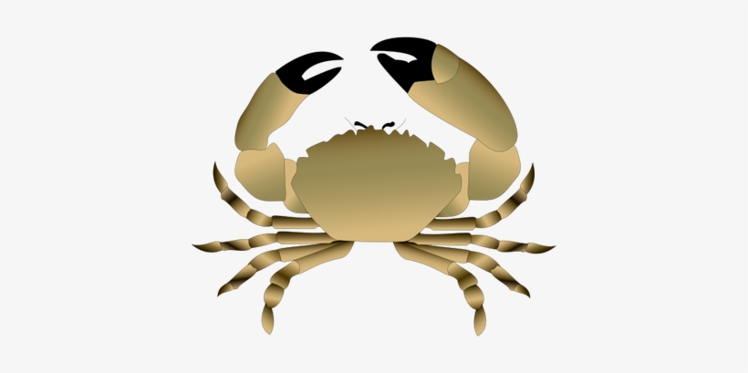 Crab Illustration - Stone Crab Clip Art, transparent png download