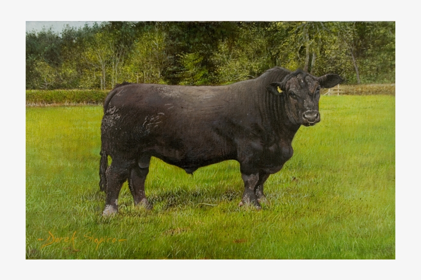 An Angus Bull - Bull, transparent png download