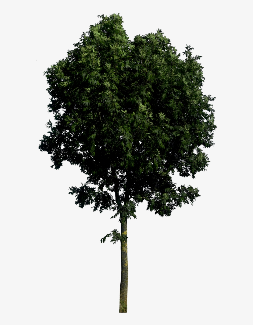 Download Tree - Tree Photoshop Png | Transparent PNG Download | SeekPNG
