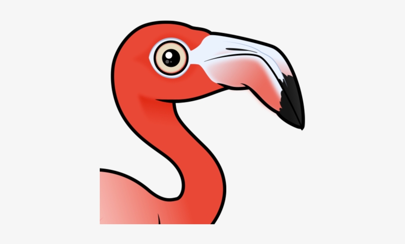 About The American Flamingo - Bahamas, transparent png download
