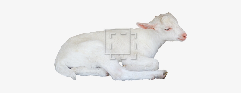 Parent Category - Goat, transparent png download