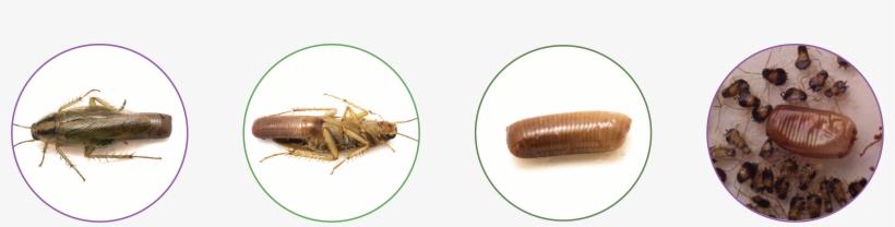 Considerada La Plaga Doméstica De Mayor Importancia - Crane Flies, transparent png download