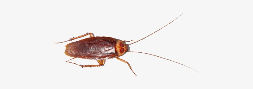 Cucaracha Americana Cucaracha-americana - Palmetto Bug Bugs That Look Like Roaches, transparent png download