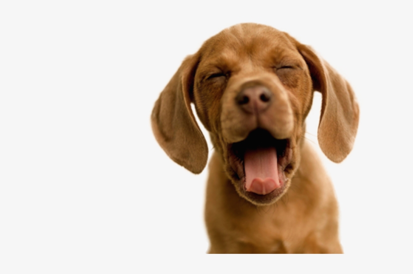 Tfw Is A Mini Personal Essay Series I'm Try To Do On - Sono Ta Batendo, transparent png download