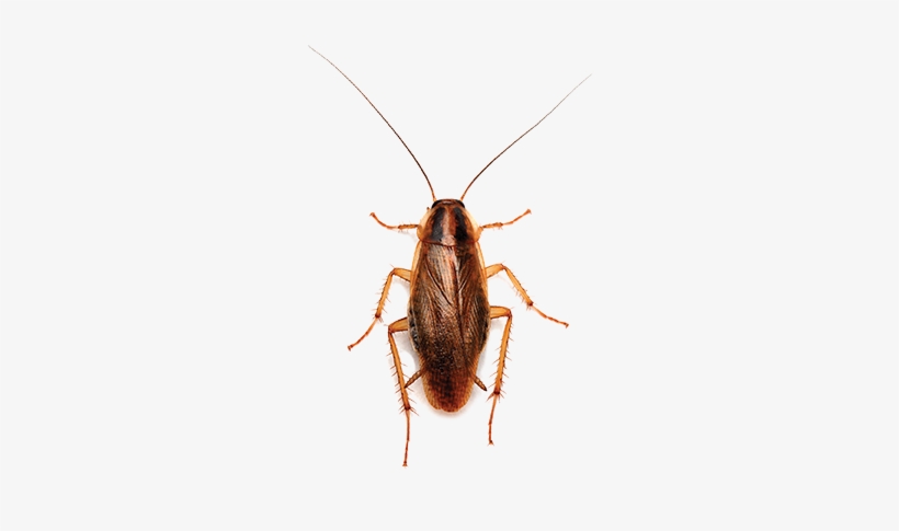 ชนิด แมลงสาบ, transparent png download