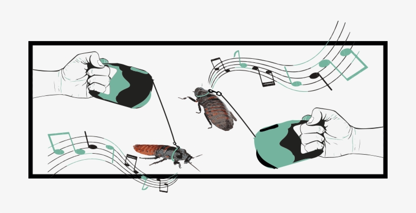 Cucaracha De Madagascar - Madagascar Hissing Cockroach, transparent png download