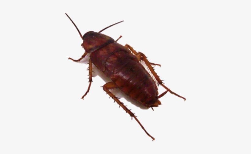 Como Lo Evitamos - Roaches In Az, transparent png download