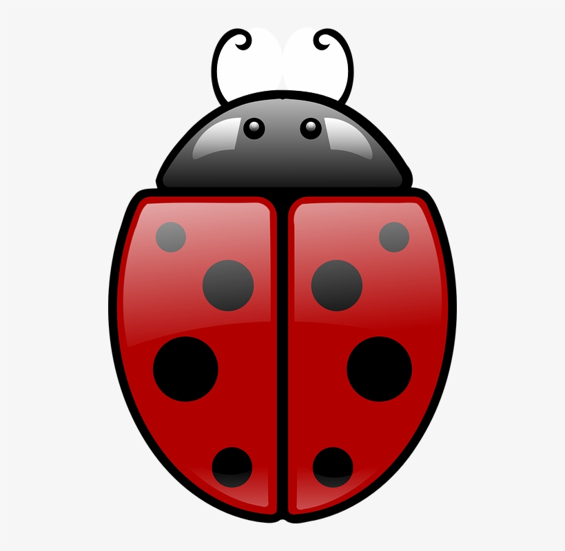 Cucaracha - Simetria De Una Mariquita, transparent png download