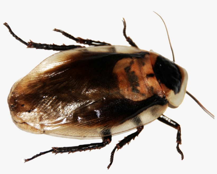 Leche De La Cucaracha Un Superalimento Del Futuro - Metamorphosis By Frank Kafka 9781537599762 (paperback), transparent png download