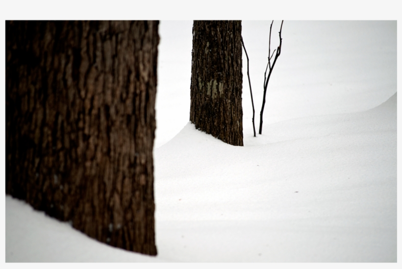 Snow Drift And Trees - Snow, transparent png download