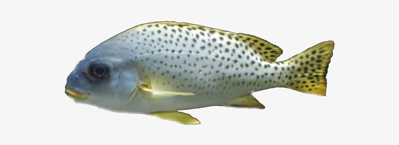 Hacer Un Gráfico En Gimp - Pez Con Fondo Blanco, transparent png download