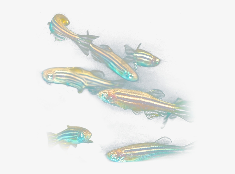 Originario Del Sureste Asiático, Las Principales Características - Pez Cebra, transparent png download